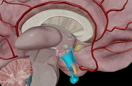 Hypothalamus-pituitary-gland-brain-1